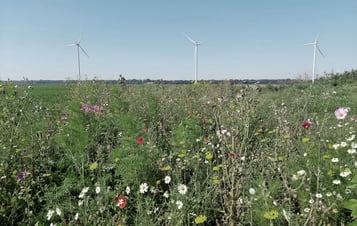 Vindkraftverk med sommarblommor i förgrunden. 