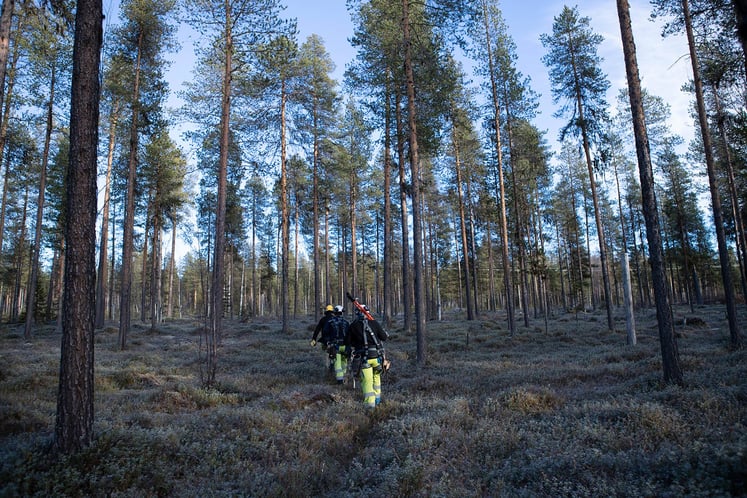 En grupp Vattenfallmedarbetare går i en skog En grupp Vattenfallmedarbetare går i en skog